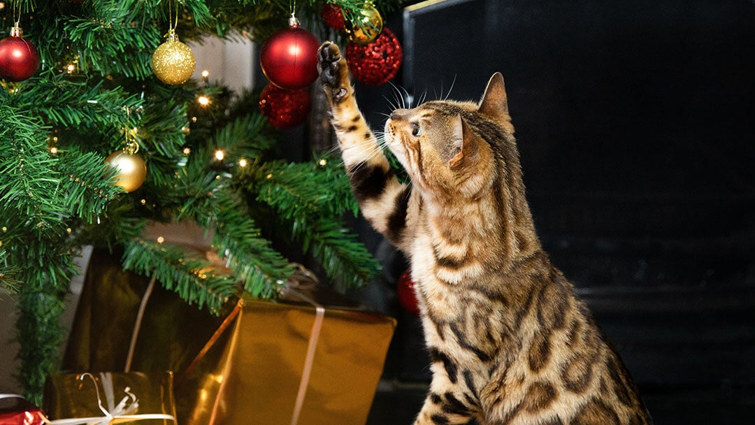 Keeping Your Cat Safe at Christmas Top Tips Purina